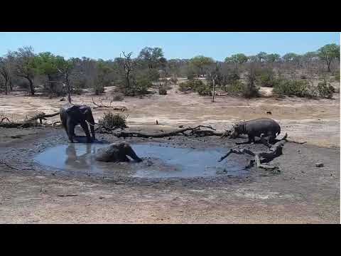 Djuma: Elephants and Hippo - 13:27 - 10/19/19