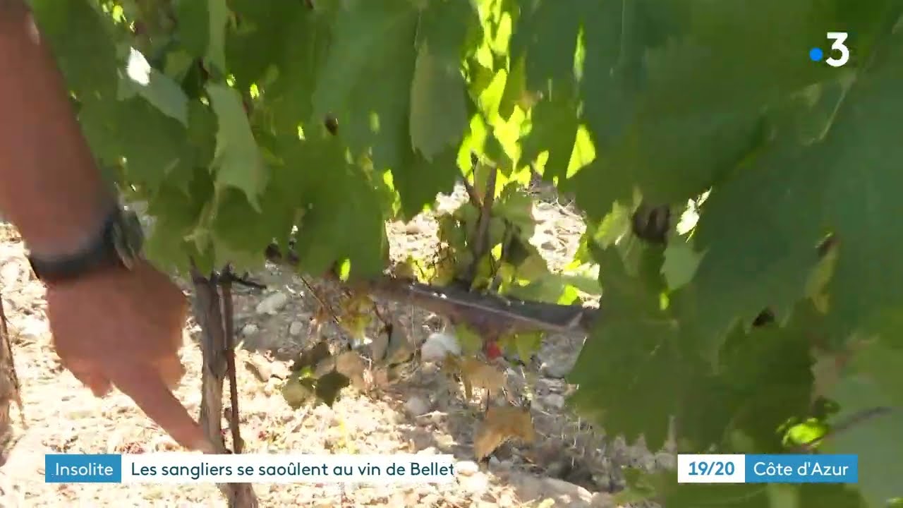 Les sangliers attaquent les vignes des parcelles de Bellet près de Nice