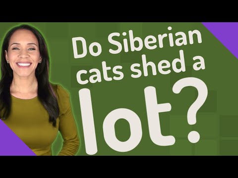 Do Siberian cats shed a lot?