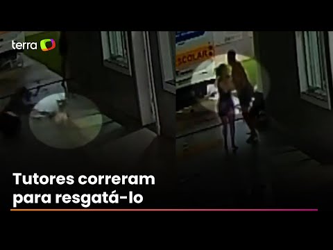 Cachorro é arrastado por ventania durante tornado no Paraná