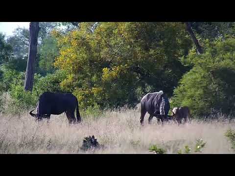 Djuma: Wildebeests with calves - 06:52 - 12/12/20
