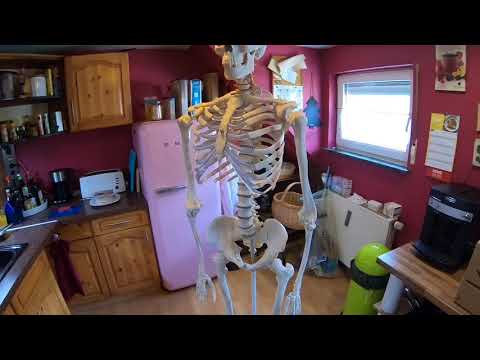 The bones of the human body (skeleton) anatomy