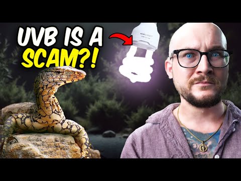 5 Reptiles That NEVER Need UVB
