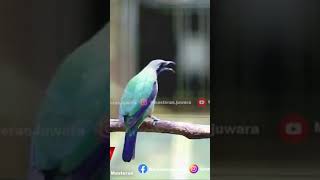 Download lagu Cucak Cungkok Indah Isian Gereja Sambung Kunti #cucakcungkokgacor #masteranmurai #masteranburung mp3