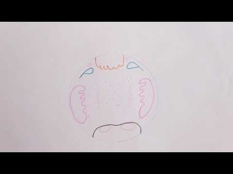 Waldeyer ring # waldeyer tonsillar ring