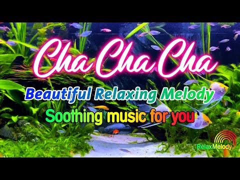 Beautiful Cha Cha Cha Relaxing Instrumental 2025 - Latin Cha Cha Melody, Soothing Music For You
