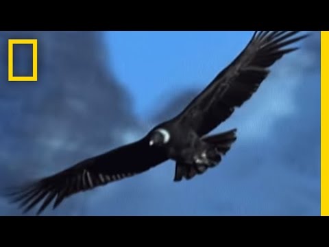 Undertakers of the Sky | National Geographic