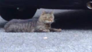 とら猫と仲良くなりたい💕🐱