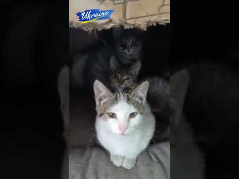 Прибився до нас ось такий песик.