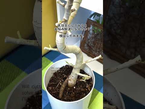 緑の植物: 葉の先端が茶色になるのはなぜですか?対処法と考えられる4つの原因とは！  庭園