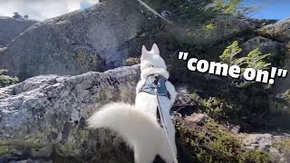 Mt. Seymour Husky Hike in Vancouver, Canada 🐾 #vancouverbc
