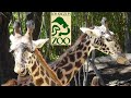Los Angeles Zoo Tour Review With The Legend