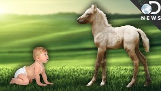 Why Can Newborn Animals Walk But We Can&#39;t?