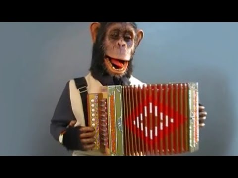 Manfios 2019 - Marcha do Gaveto - Acordeão Trapalhão