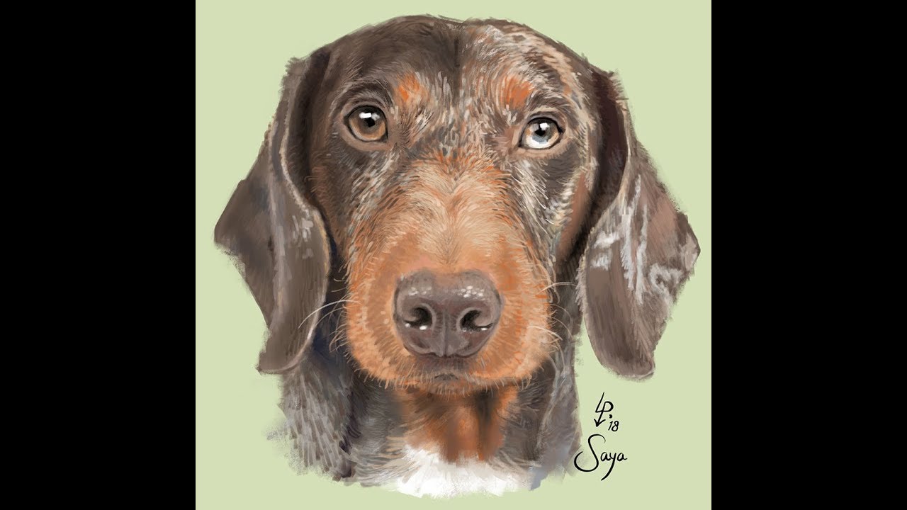How to draw a Dachshund Portrait in Procreate, process video
