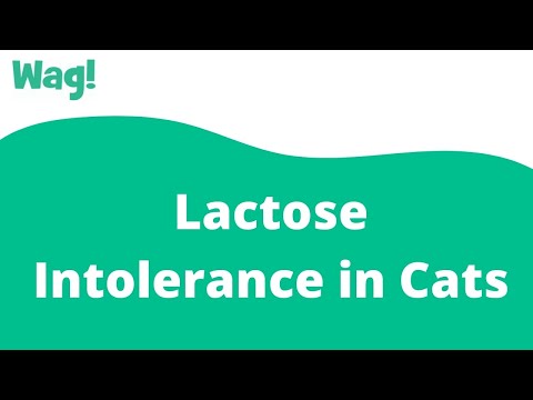 Lactose Intolerance in Cats | Wag!