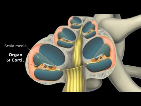 Ear (Organ of Corti) and Physiology of hearing