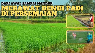 Download lagu Cara Perawatan benih bibit padi di persemaian supaya padi cepat tumbuh subur setelah pindah tanam mp3