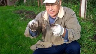 Как ловить крота на рыболовные крючки
