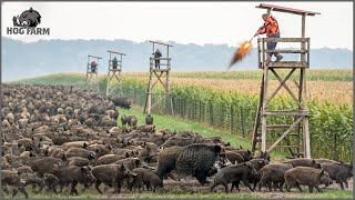 Download lagu They Came in Hundreds – How Farmers CRUSHED the Wild Boar Threat! | Hog Farm mp3 Download lagu They Came in Hundreds – How Farmers CRUSHED the Wild Boar Threat! | Hog Farm mp3