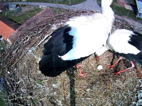 , title : 'KHnet a Čáp bílý - máme vejce - 12.4.2014'