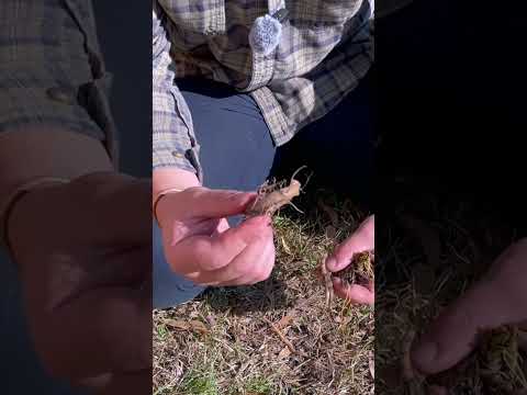 Comfrey Propagation: 3 Key Methods Explained