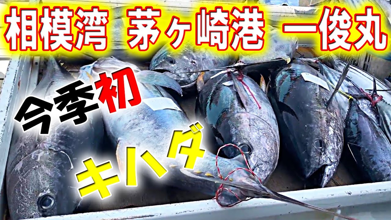 【相模湾キハダ】狙いに一俊丸さんで今季初挑戦！釣れてます