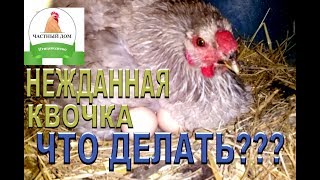 Наседка клюет яйца на которых сидит