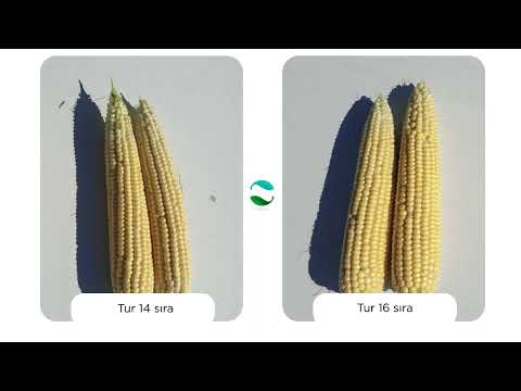 Mısırda Nutribio N Uygulaması