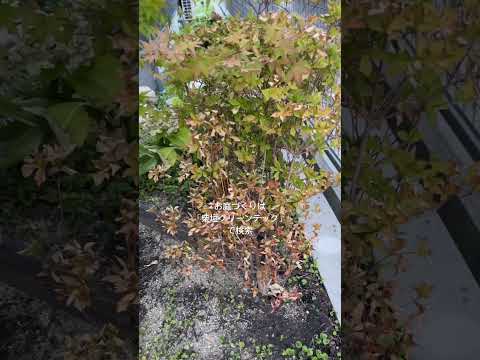 園芸 ドウダンツツジ