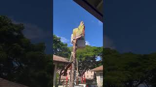 This tree is wet💦💦 travelers palm