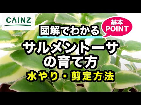 本物のサボンソウ 植物