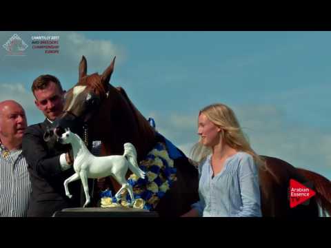 1st PLACE N.80 PRIMEVAL KOSSACK - Chantilly 2017 European BC - Stallions Championship (Class 15)