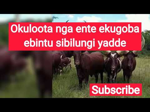 Okuloota nga ente ekugoba ebintu bibi osaanidde okumanya bino