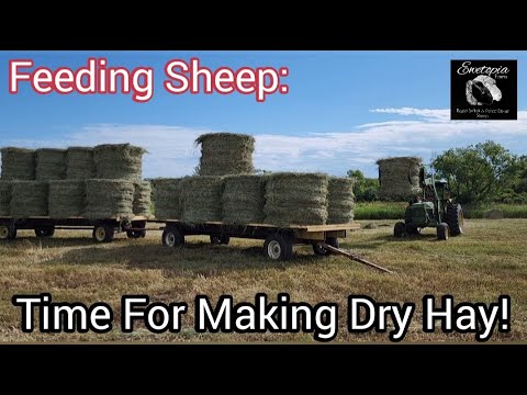 , title : 'Feeding Sheep: Time For Making Dry Hay!/July 4, 2022'