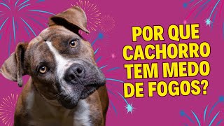 Por que Cachorro tem Medo de Fogos? 10 Dicas para tranquilizar seu cãozinho na hora dos Fogos!