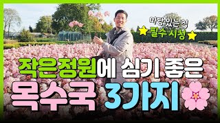 안심으면 후회하는! 목수국 BEST 3 ( 나무왕 추천 - 전국월동 가능한 개화량 폭발하는 나무 수국 )