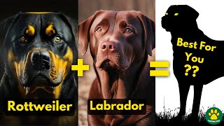 Rottweiler X Labrador Retriever Perfect Mix Breed Dog