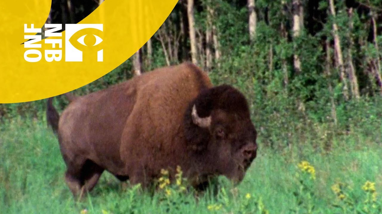 The 5 Best Documentaries About Buffaloes