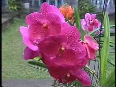 Сад орхидей