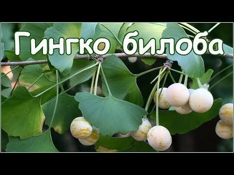 Гингко билоба двулопастный - стратификация семян и посадка