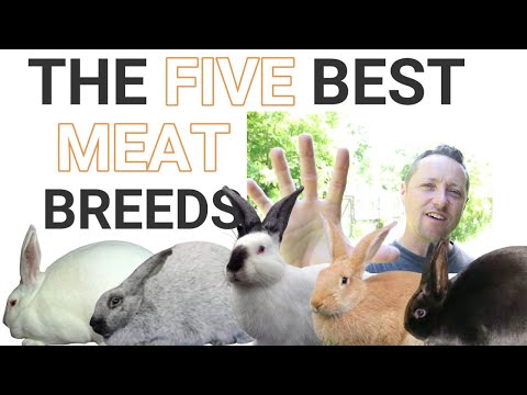 THE 5 BEST MEAT RABBIT BREEDS