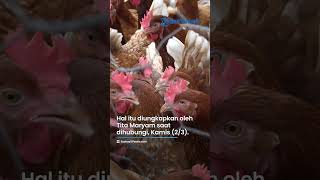 Ratusan Unggas di Cimahi Positif Terinfeksi Flu Burung