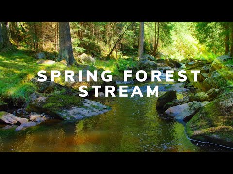 Kevadine Rahustav mägioja heli, rahulikud linnud ja loodusmüra