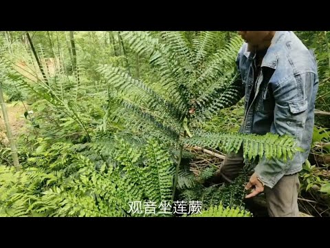 觀音坐蓮是什麼