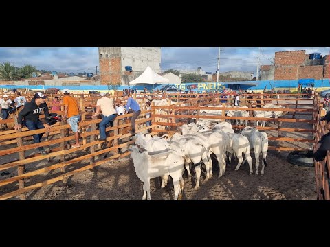NOVO PÁTIO DE GADO EM LAJEDO - PERNAMBUCO. EDSON DO GADO MOSTRA A FEIRA DE GADO.