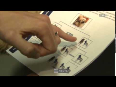 Rassebestimmung von FERAGEN So einfach geht`s!