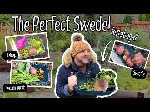 How to Sow and Grow Swede | How to grow Rutabaga | Swedish Turnip