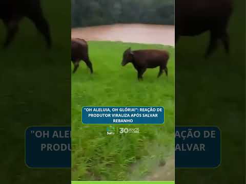 "Oh aleluia, oh Glória!": reação de produtor viraliza após salvar rebanho