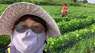 콩 수확량 증대를 위한 마지막 순치기 / 애초기 활용 / 세번째 순치기